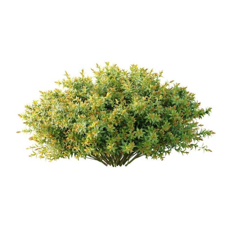 Spirea Japanese Bushes 01 - Image 2