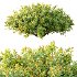 Spirea Japanese Bushes 01 - Thumbnail 3