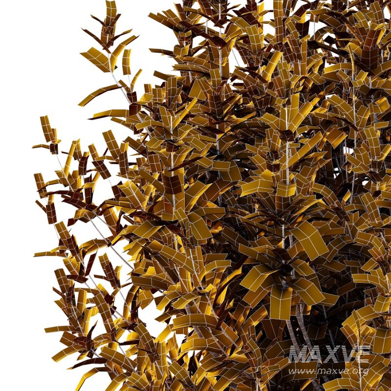 Spirea Japanese Bushes 05 - Image 3