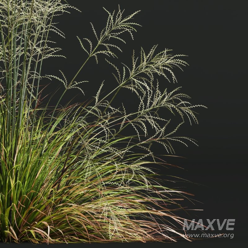 ntal grass collection featuring Stipa Arundinacea ‘Sweet’ and Carex Elata ‘Aurea’. This set combines the airy, flowing character of Stipa with the dense, arching structure and fresh golden-green tones of Carex, creating a natural balance that works beautifully in contemporary gardens, parks, urban landscapes, and architectural visualizations. - Image 1
