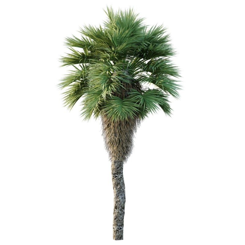 Chinese Fan Palm Tree 01 - Image 2