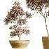 AV Indoor Plants Set 420 Alnus Glutinosa Alder and Arbequina Olive and Banana Strelitzia Nicolai - Thumbnail 4