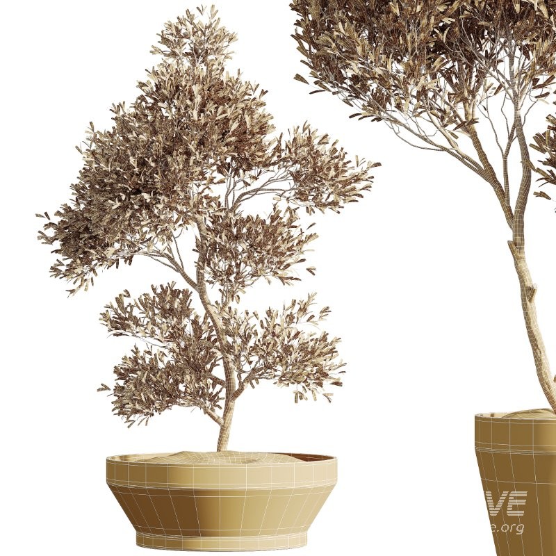 AV Indoor Plants Set 420 Alnus Glutinosa Alder and Arbequina Olive and Banana Strelitzia Nicolai - Image 4