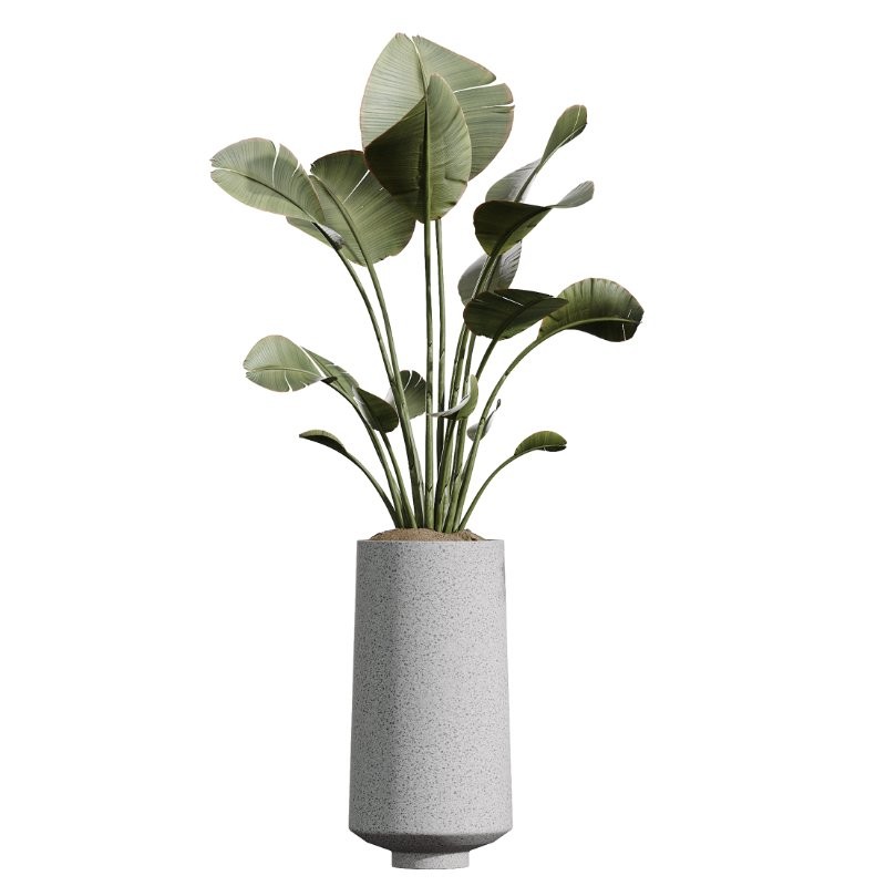 AV Indoor Plants Set 427 Olive Banana Palm Aspidistra - Image 4