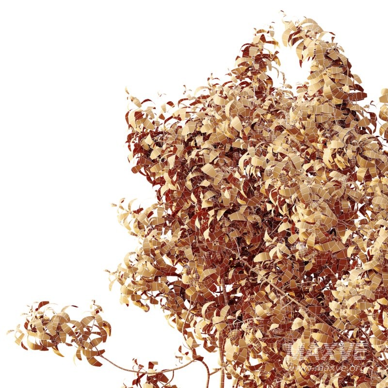 AV Plants Cerasus Pseudocerasus Cherry Version02 - Image 4