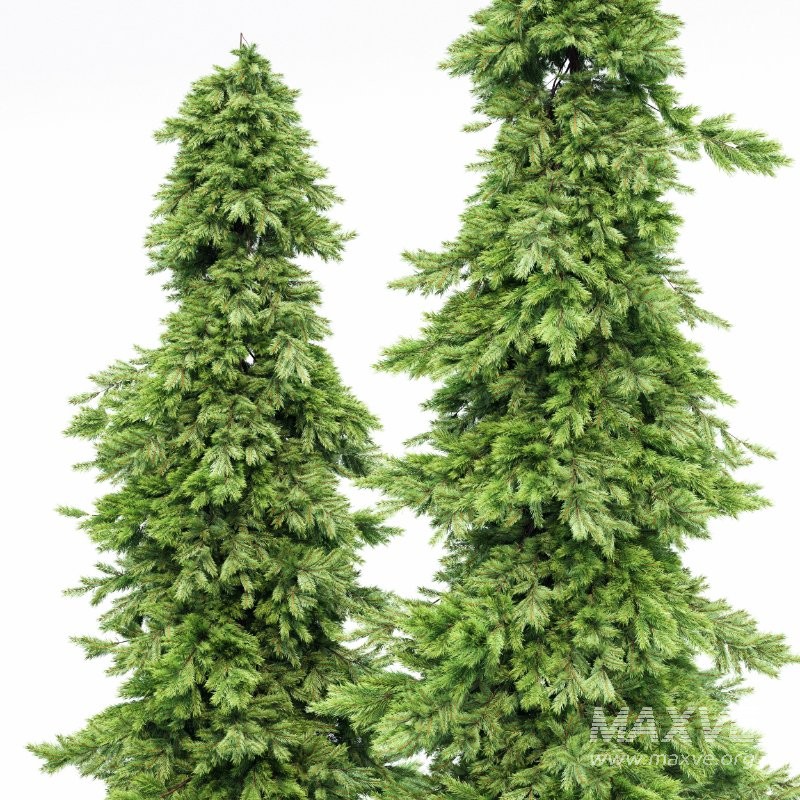 AV Spruce and Mediterranean Cypress 3Trees - Image 3