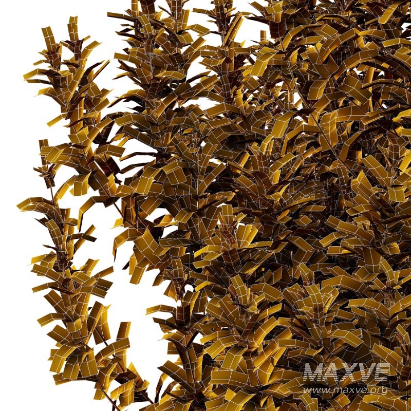 Spirea Japanese Bushes 02 - Image 4