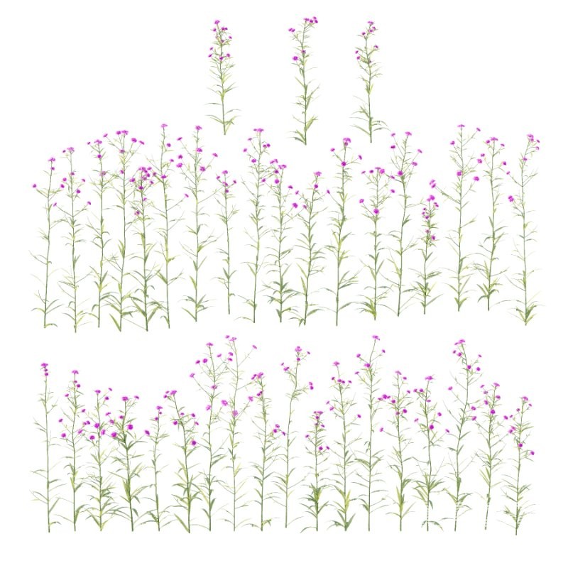 Verbena Bonariensis Plant 02 - Image 1