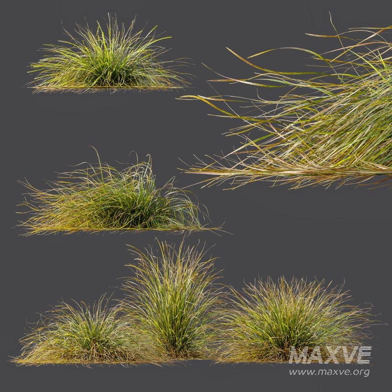 ntal grasses. These tufted, wind-swept grasses are modeled with exceptional care to capture their signature arching blades, airy volume, and subtle color variation ranging from warm yellow-greens to earthy bronze tones. - Image 11