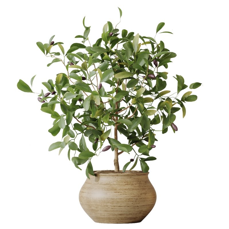 AV Indoor Plants Set 428 Yucca Spathiphyllum Briful Olive - Image 4