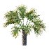Washingtonia Robusta Palm Tree 04 - Thumbnail 3