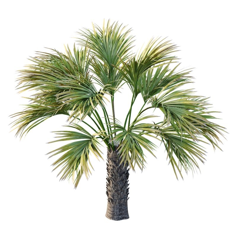 Washingtonia Robusta Palm Tree 04 - Image 3