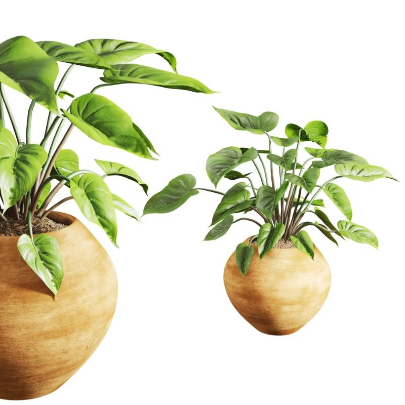 Faux Banana Syngonium in Terracotta Pots - Image 3