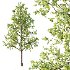 Diffrent Tree Tilia platyphyllos Celtis australis 04 - Thumbnail 2