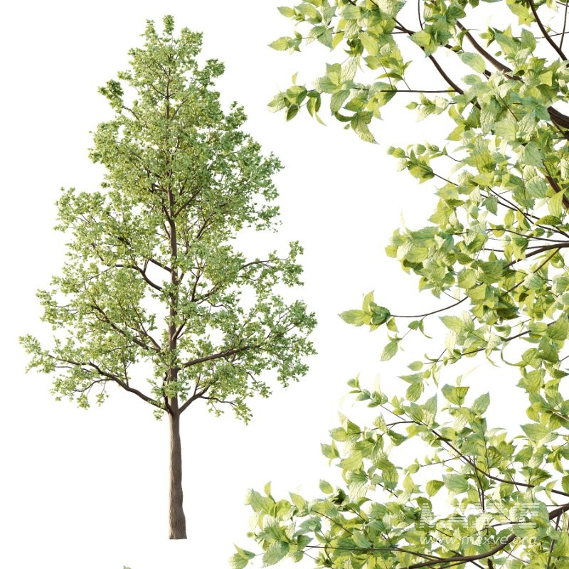 Diffrent Tree Tilia platyphyllos Celtis australis 04 - Image 2