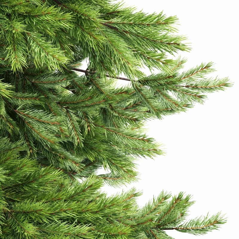 AV Spruce and Mediterranean Cypress 3Trees - Image 4