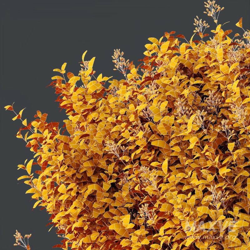 AV Flowering shrubs Lavandula Pedunculata and Ligustrum Ovalifolium Argenteum Aureum - Image 10