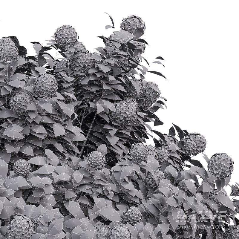 ntal planting designs. The Viburnum complements them with its elegant rounded flowers and full, textured canopy that enhances naturalistic and decorative landscapes. - Image 7