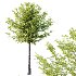 Diffrent Tilia platyphyllos Tree 003 - Thumbnail 4