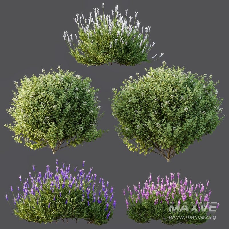 AV Flowering shrubs Lavandula Pedunculata and Ligustrum Ovalifolium Argenteum Aureum - Image 6