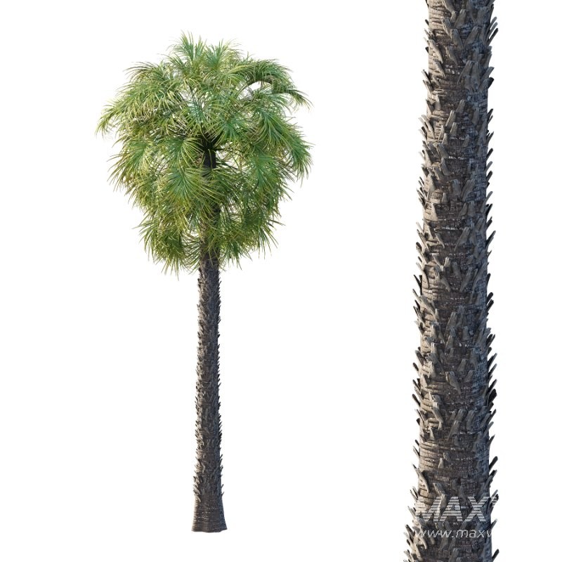 Washingtonia Robusta Palm Tree 02 - Image 4