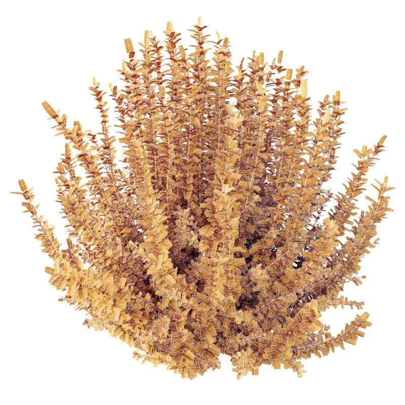 AV Spring flowering shrubs Calluna Vulgaris Helena Summer Broom Heather Garden Girls - Image 6