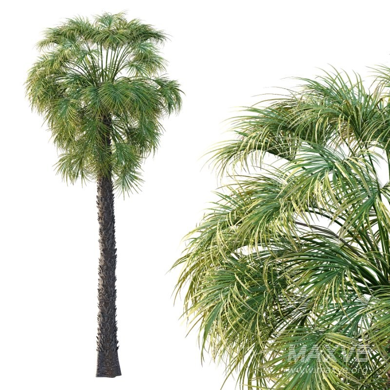Washingtonia Robusta Palm Tree 02 - Image 5