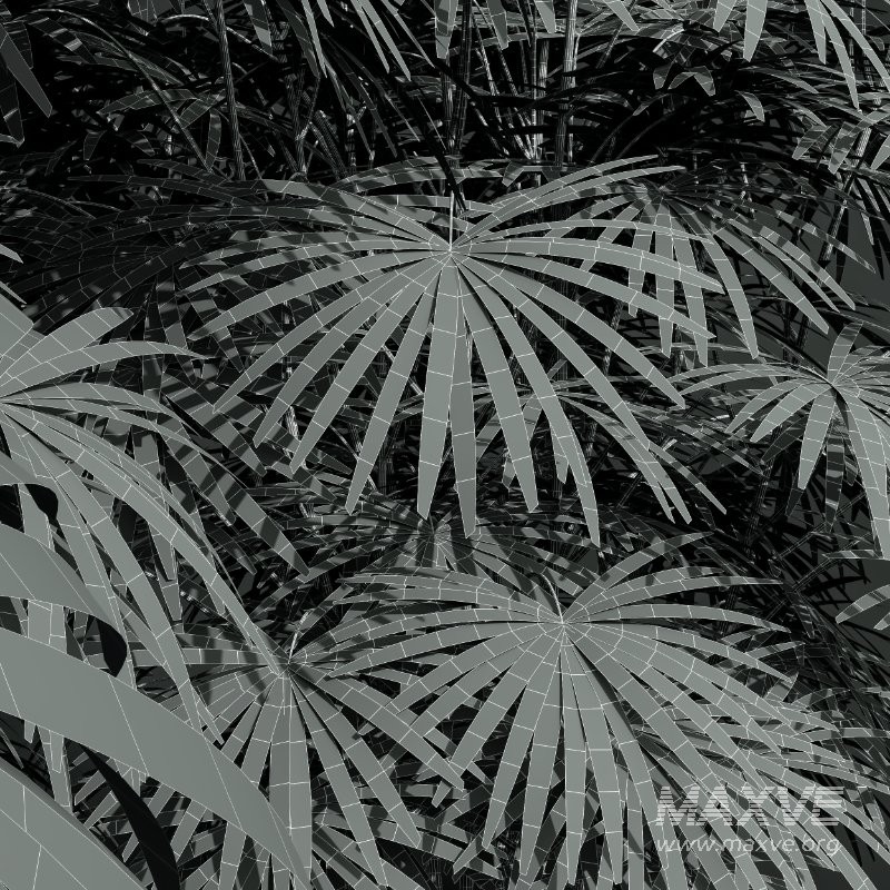 AV Angiopteris Fokiensis Fern Forest and Rhapis Excelsa - Image 13