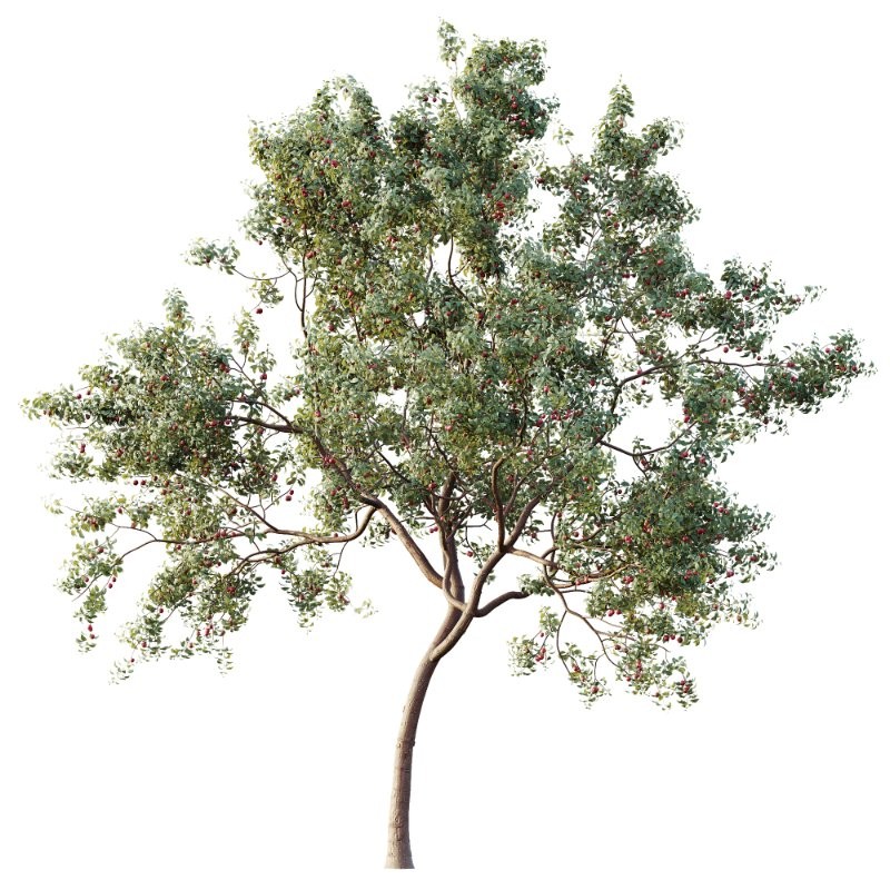 AV Plants Cerasus Pseudocerasus Cherry Version02 - Image 1