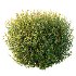 Spirea Japanese Bushes 04 - Thumbnail 5