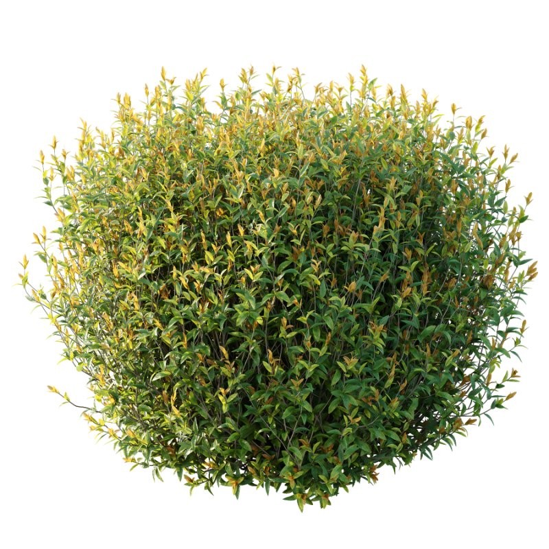 Spirea Japanese Bushes 04 - Image 5