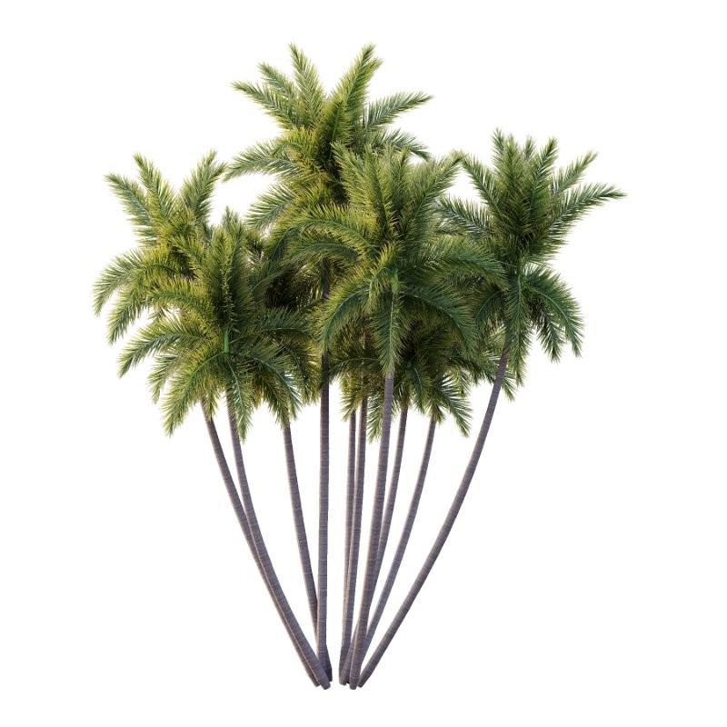 Roystonea Regia Tree 11 - Image 1