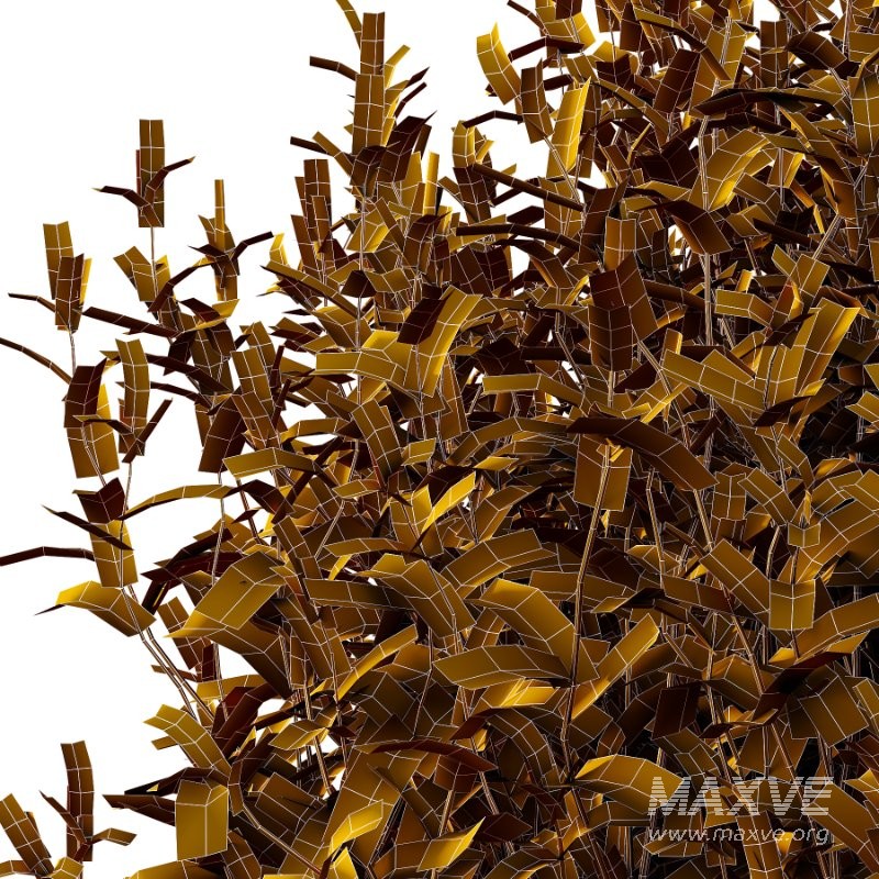 Spirea Japanese Bushes 04 - Image 2