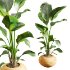 Faux Banana Syngonium in Terracotta Pots - Thumbnail 6