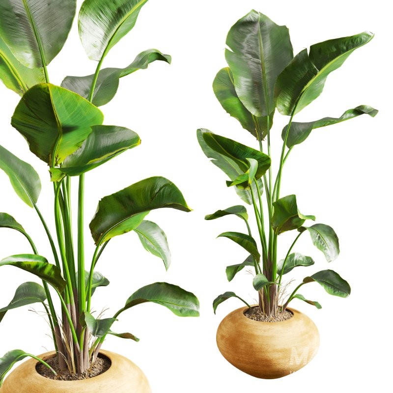 Faux Banana Syngonium in Terracotta Pots - Image 6