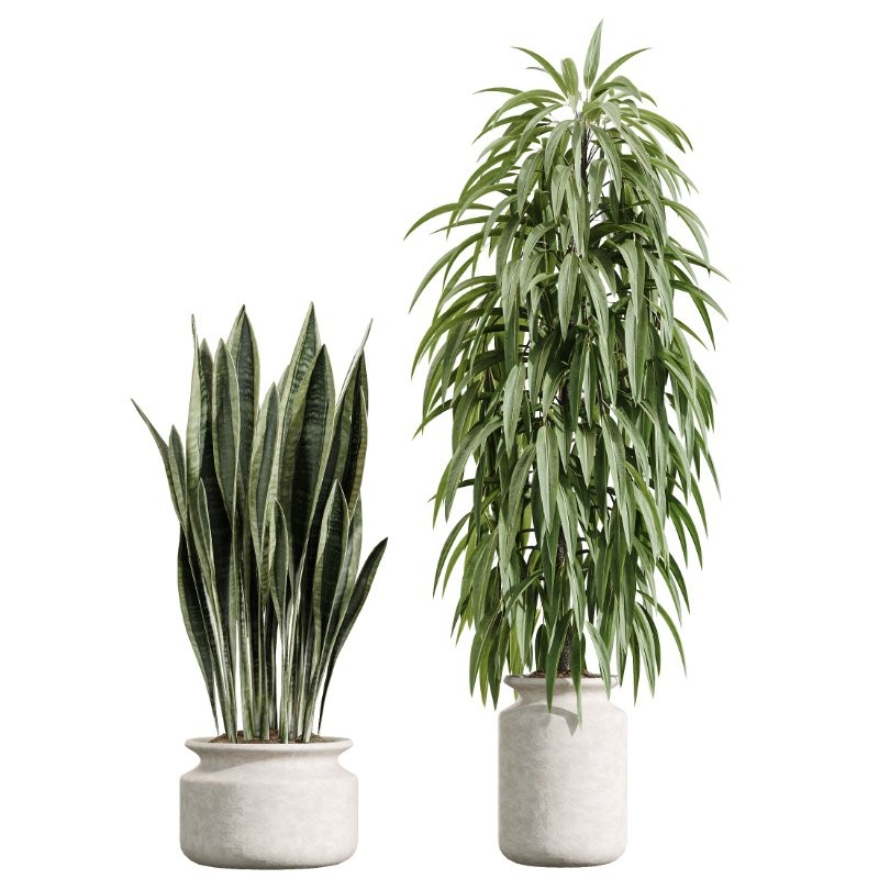 AV Indoor Plants Set 426 Ficus Fig Warneckii Sansevieria Orange - Image 7
