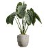AV Indoor Plants Set 425 Spathiphyllum Wallisii Warneckii Lemon Ficus Marginata Cunjevoi Alocasia - Thumbnail 1