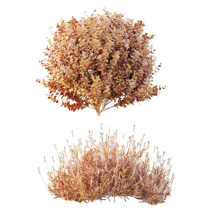 AV Flowering shrubs Lavandula Pedunculata and Ligustrum Ovalifolium Argenteum Aureum - Image 8