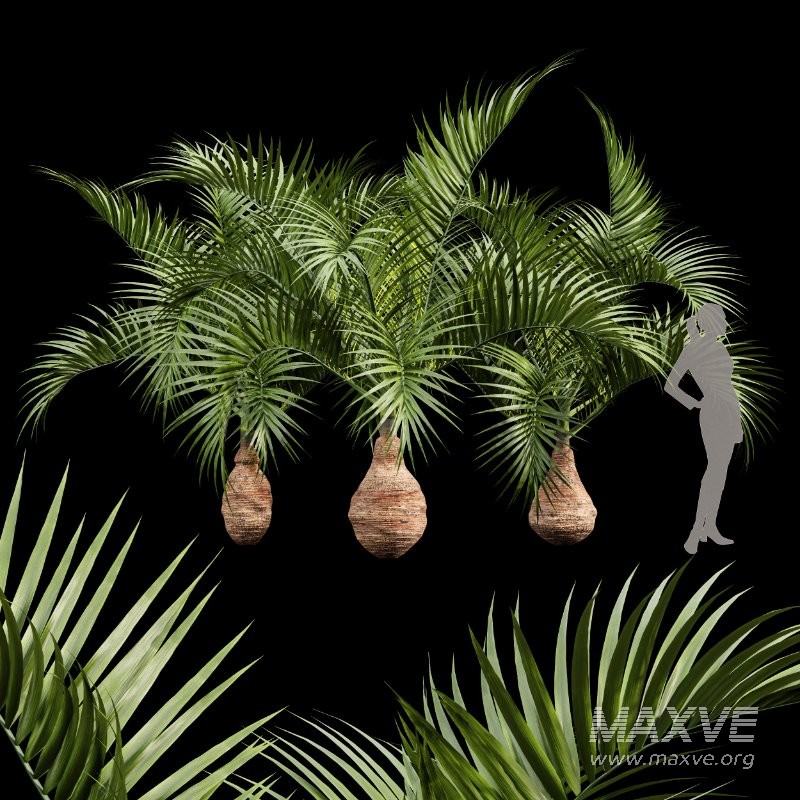 AV Sabal Palmetto Cabbage Palm and Bottle palm tree hyophorbe lagenicaulis - Image 8