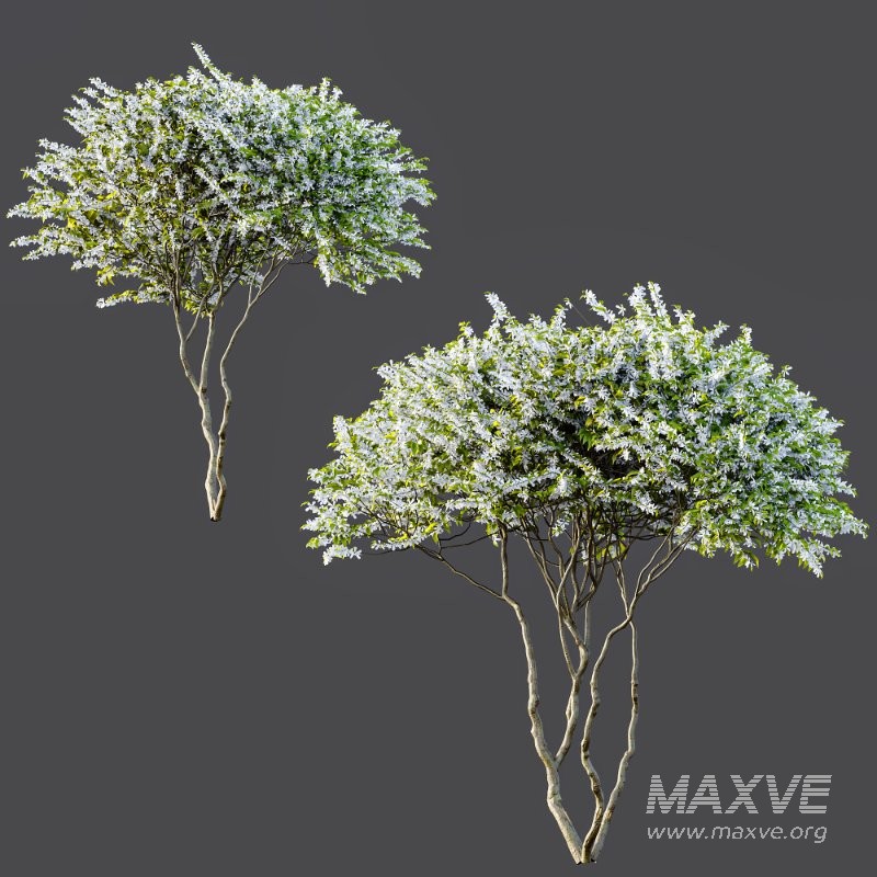 ntal accent plants. Each model is crafted with clean quad-based topology, natural proportions, and high-resolution 4K textures that bring clarity and authenticity to both close-up details and wide landscape shots. - Image 6