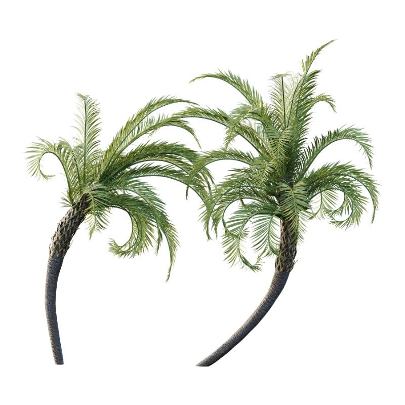Curly Palm Tree 01 - Image 3