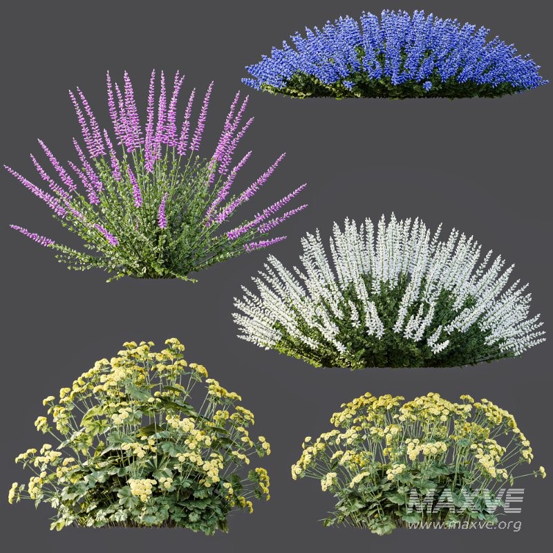 AV Spring flowering shrubs Alchemilla Mollis Vulgaris and Calluna Vulgaris Helena - Image 7