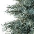 Blue Spruce Tree 01 - Thumbnail 5