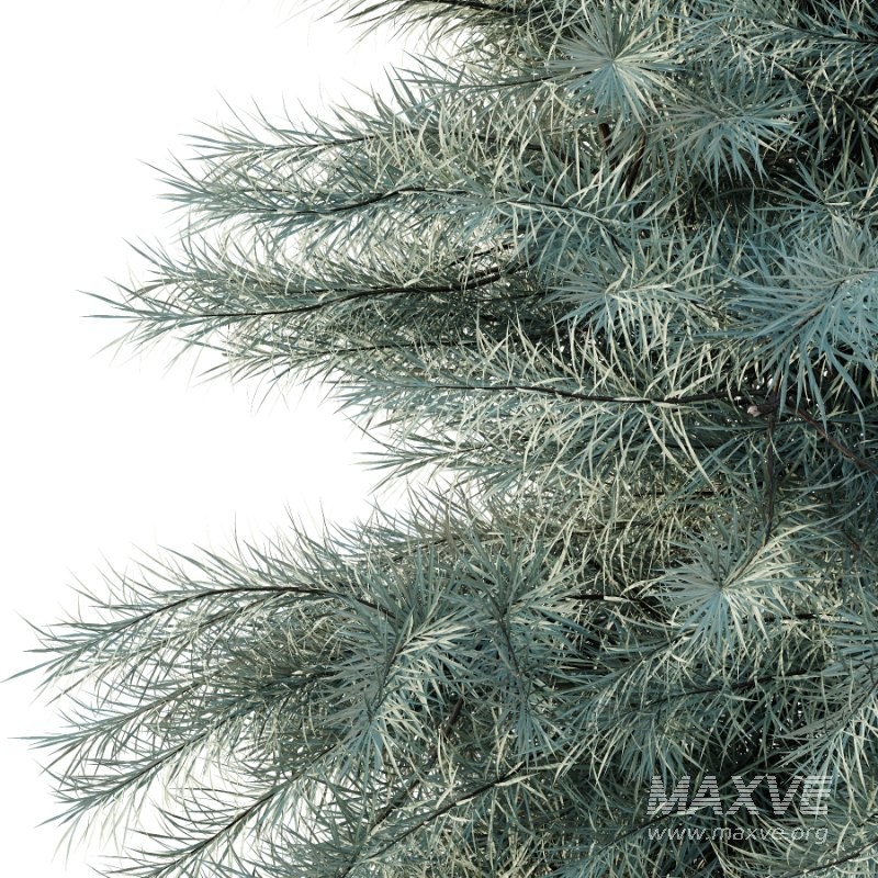 Blue Spruce Tree 01 - Image 5