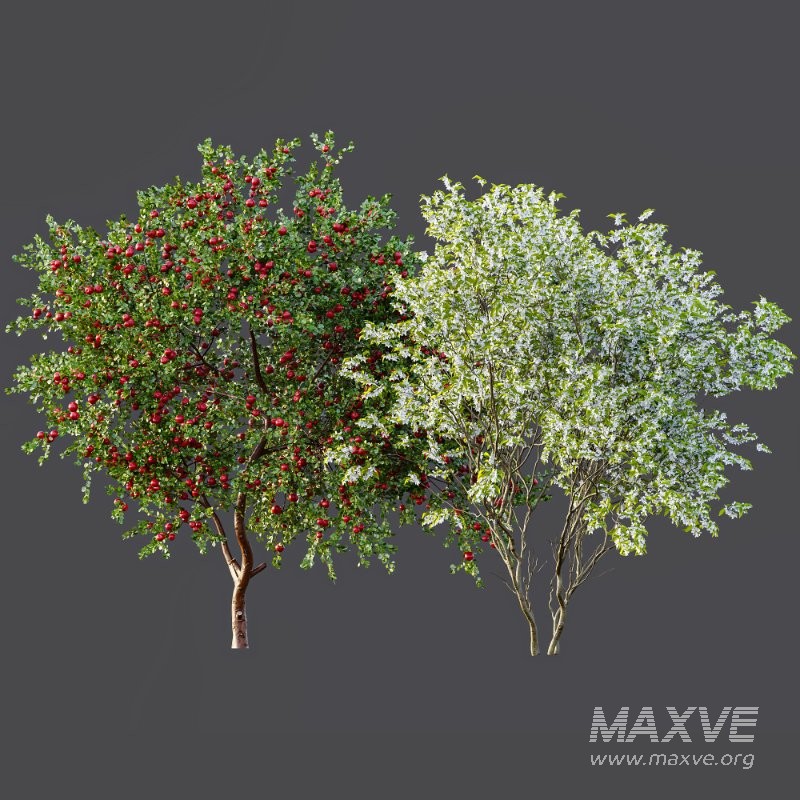 ntal quality that enhances any architectural setting. Together, these trees provide a beautiful balance of form, density, and seasonal character. - Image 3