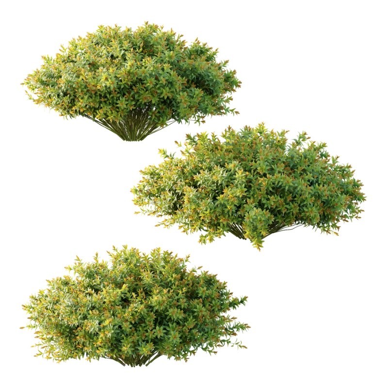 Spirea Japanese Bushes 01 - Image 1