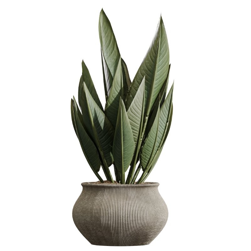 AV Indoor Plants Set 415 Banana and Briful Pachira and Cunjevoi Alocasia and Yucca - Image 2