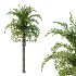 Curly Palm Tree 02 - Thumbnail 1