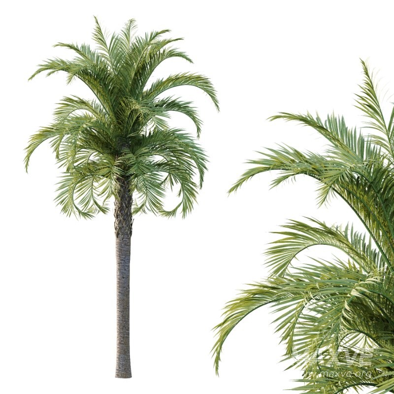 Curly Palm Tree 02 - Image 1