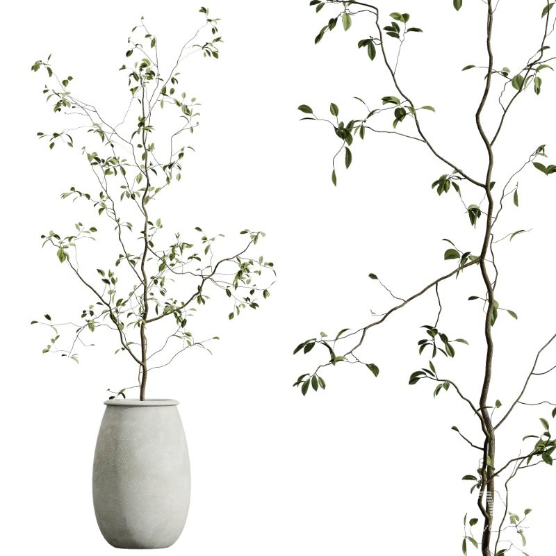 AV HousePlants set 419 Ficus Marginata and Japandi Minimalism and Banana Nicolai and Ficus lyrate - Image 5